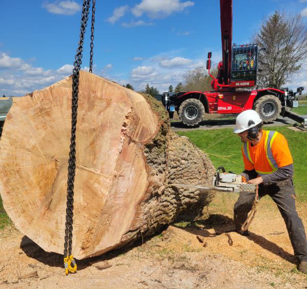Cutting down a very large tree trunk
